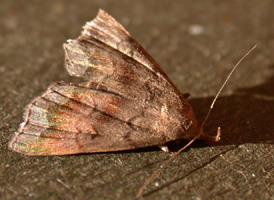 Black-banded Phalaenostola